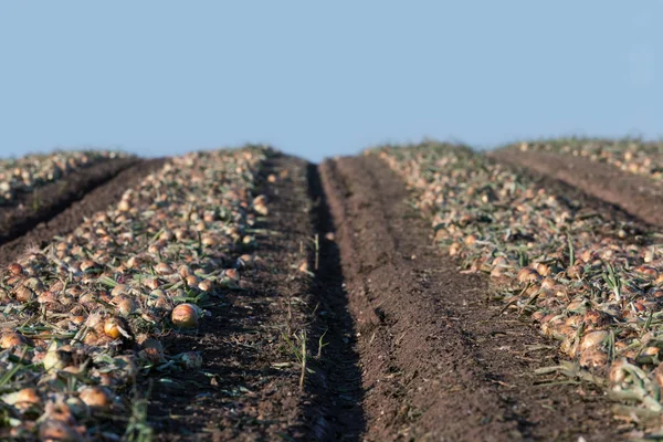 Onions field — Stock Photo, Image