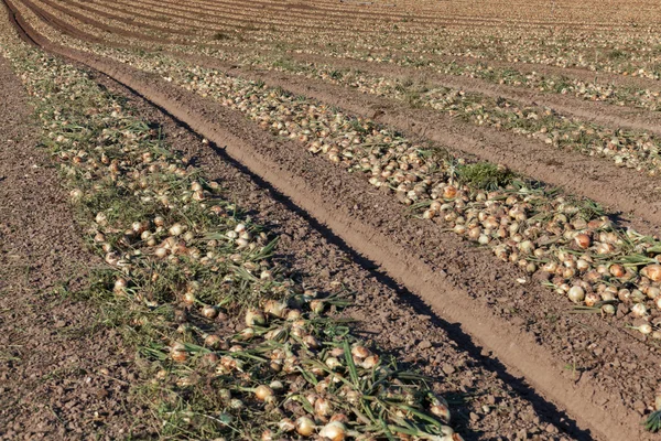 Campo de cebolas — Fotografia de Stock