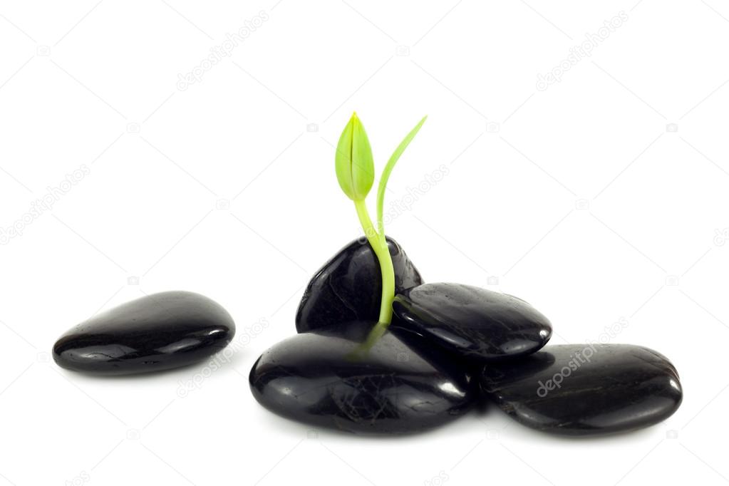 Black stones with young plantlets