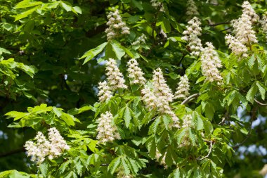 çiçekli kestane ağacı