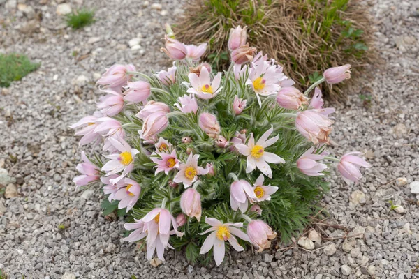 Pasque Flower — Stock Photo, Image