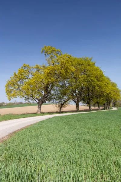 Landweg met groene avenue — Stockfoto