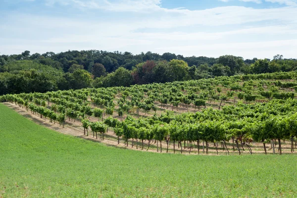 Виноградник на холме — стоковое фото