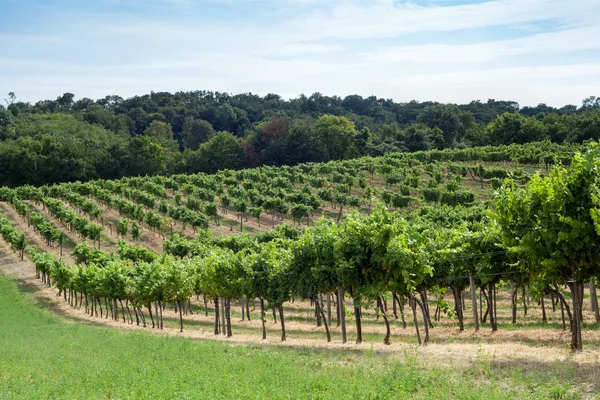 Vignoble sur une colline — Photo