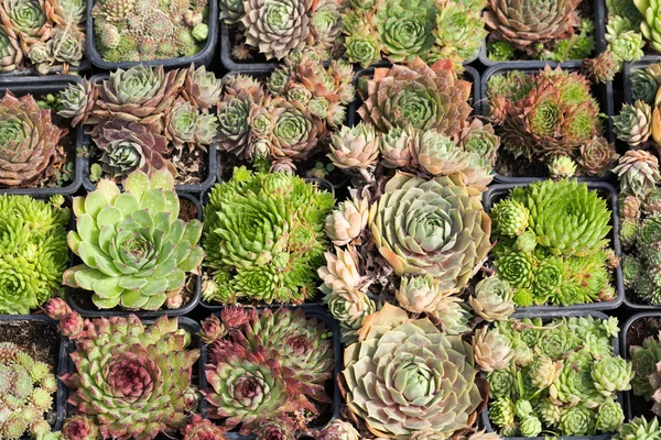 Verschillende cactussen — Stockfoto