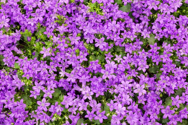 Purple bluebells — Stock Photo, Image