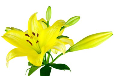 Sarı Lilyum izole
