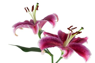 izole kırmızı lilyum