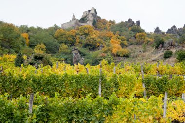 Vineyard with Dürnstein castle ruin