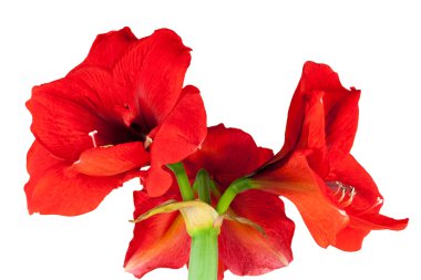 izole kırmızı nergis zambağı