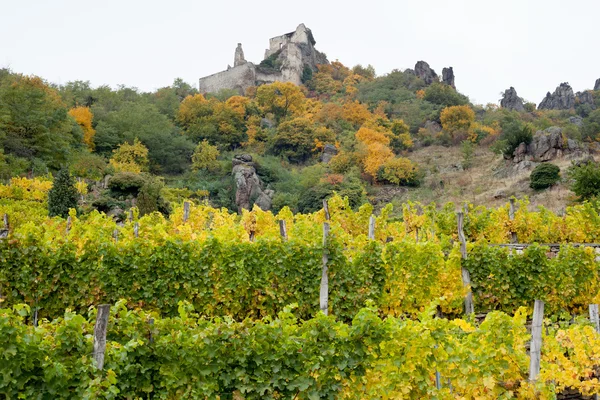 Vinhedo com a ruína do castelo de D=rnstein — Fotografia de Stock