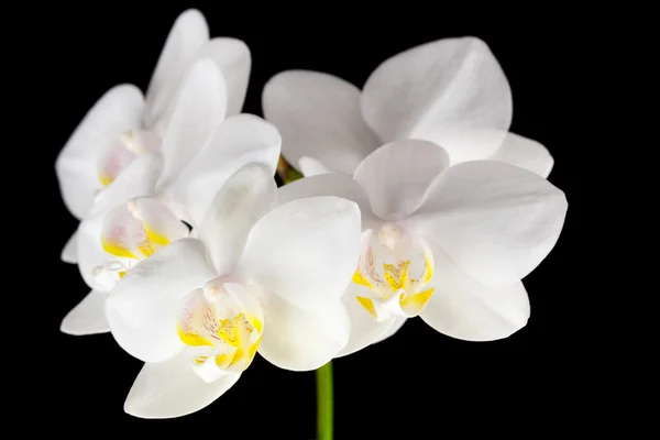 Orquídeas blancas — Foto de Stock