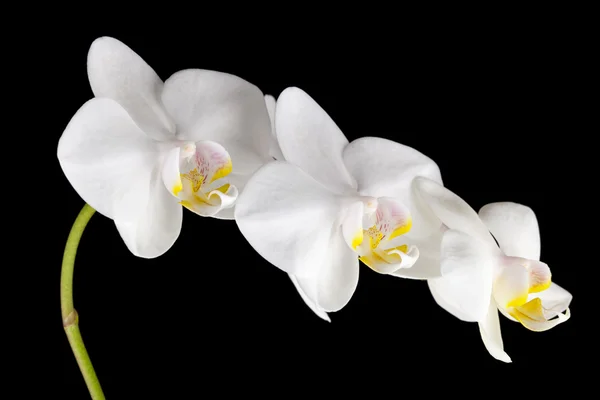 Orquídeas blancas — Foto de Stock