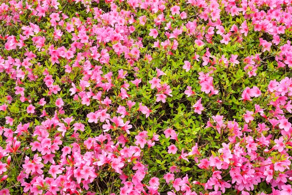 Lyserøde blomster - Stock-foto