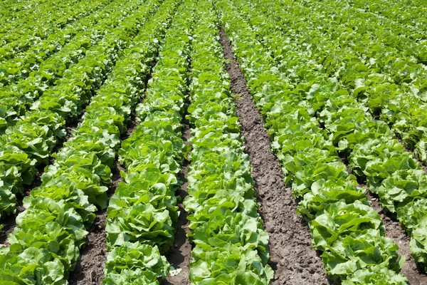 Butterhead lettuce — Stock Photo, Image