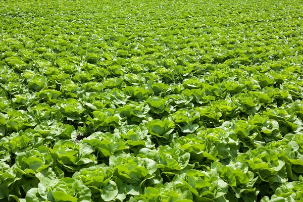 Butterhead lettuce — Stock Photo, Image