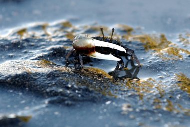 Bir deniz yengeci yuvasından geri çekilen bir kumsala çıkar.