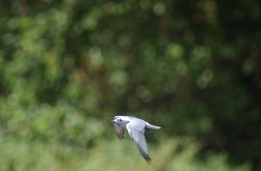 Endonezya 'daki göletin üzerinde uçan martı                         