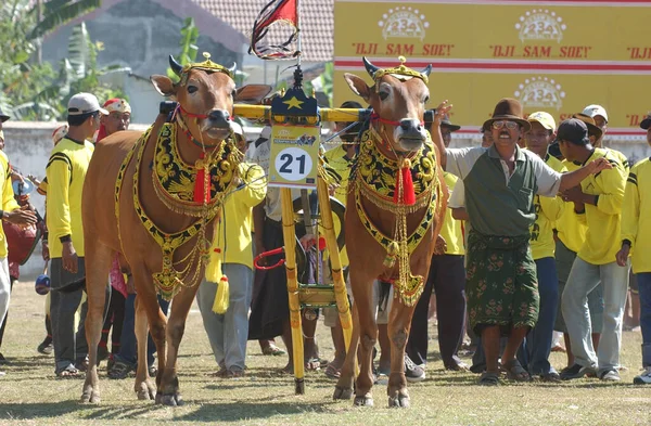 Sapi Sonok Festival Kobiecy Konkurs Piękności Krowy Który Został Pokazany — Zdjęcie stockowe