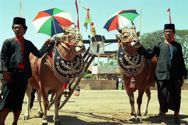 Sapi Sonok Festival Kvinna Skönhetstävling Som Visades För Turister Juanda — Stockfoto