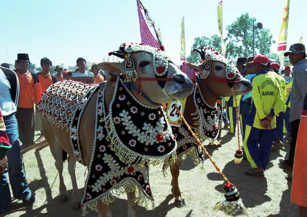 Sapi Sonok Festival Female Cow Beauty Contest Shown Tourists Juanda — Stock Photo, Image