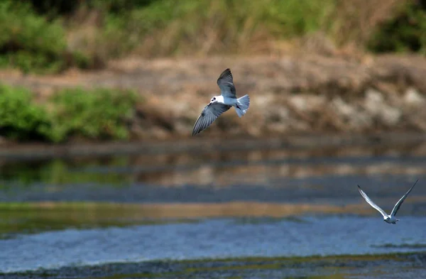 Möwe Fliegt Über Teich Indonesien — Stockfoto