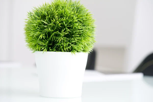 Grüne Pflanze — Stockfoto