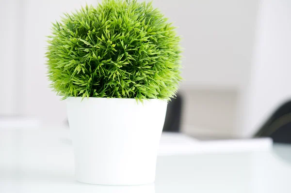 Green plant — Stock Photo, Image