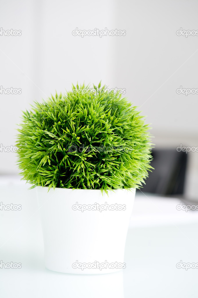 Green plant in a modern pot