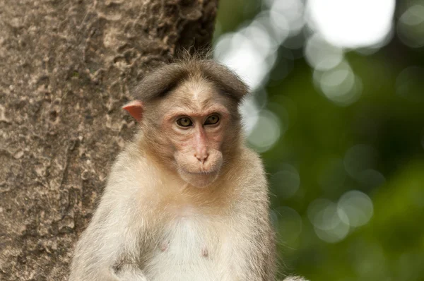 The rhesus macaque monkey — Stock Photo, Image