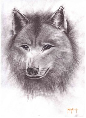 Wolfy