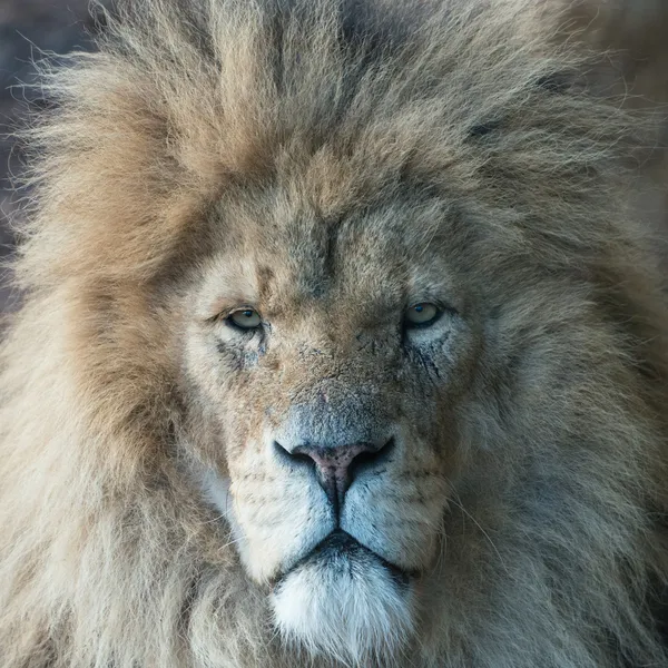 Male Lion portrait — Stock Photo, Image