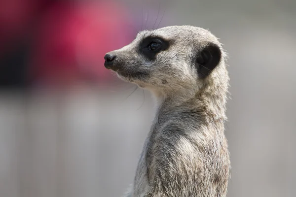 Meerkat head shot — Stock Photo, Image