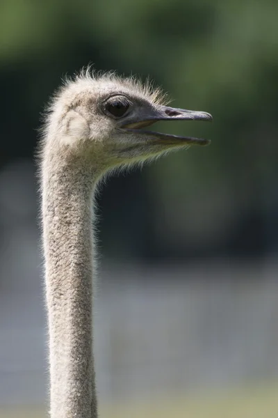 Cabeça e pescoço de avestruz — Fotografia de Stock