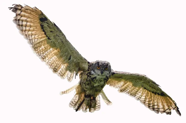 Eagle owl flying towards camera — Stock Photo, Image