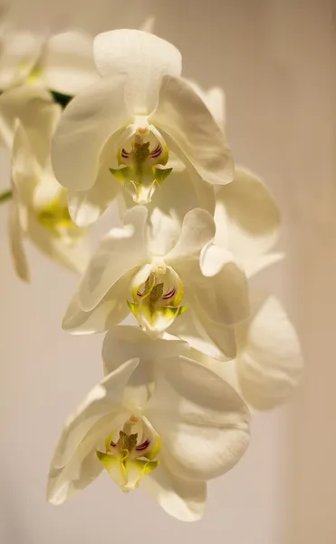Grupa Biała orchidea kwiat — Zdjęcie stockowe