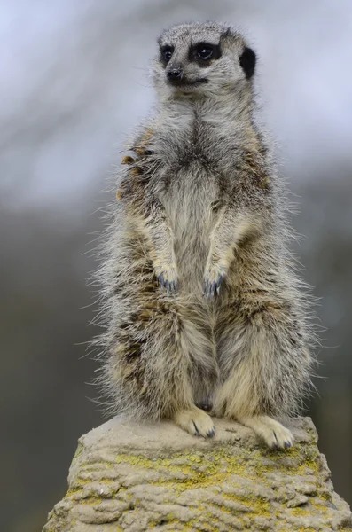 Guardia in piedi Meerkat — Foto Stock