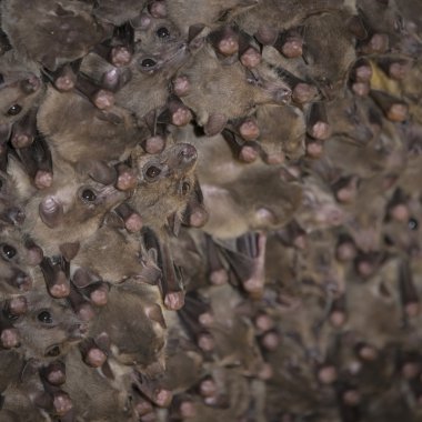 Fruit bat colony clipart