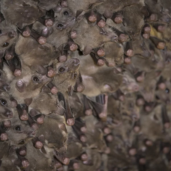 Fruit bat colony — Stock Photo, Image