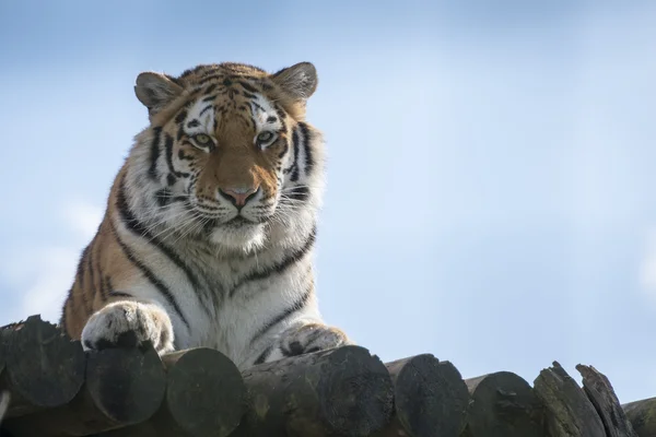 Tiger against blue sky — Stock Photo, Image