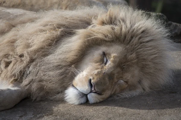 Leone maschio dormiente — Foto Stock