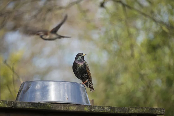 Starling — Stock Photo, Image