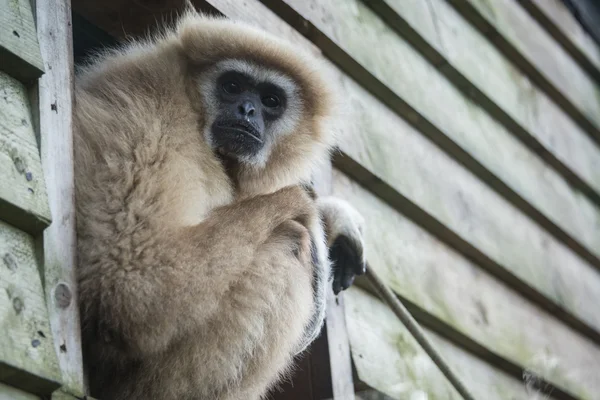 Gibbon che fissa — Foto Stock