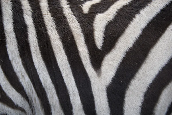 zebra arka plan
