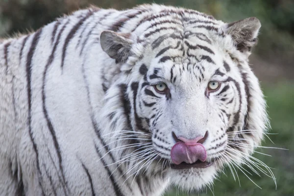 White tiger portrait — Stock Photo, Image