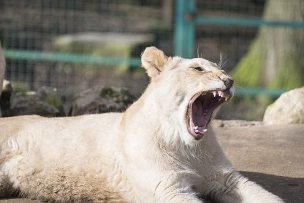 Lion cub yawning — Stock Photo, Image