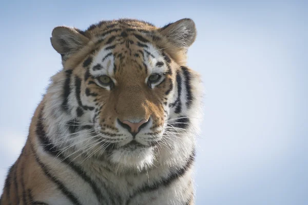 Tiger against blue sky — Stock Photo, Image