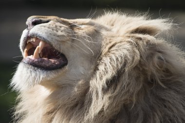 Lion baring teeth clipart