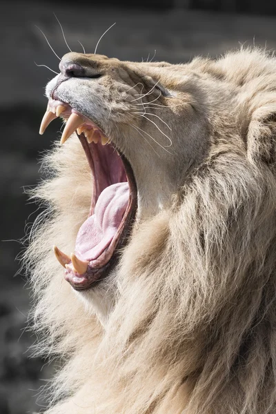 Lion yawning — Stock Photo, Image