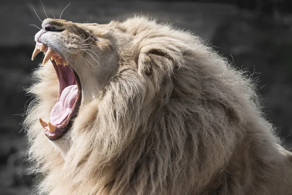 Lion yawning — Stock Photo, Image